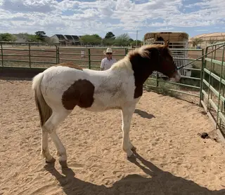 Colt by El Norteño