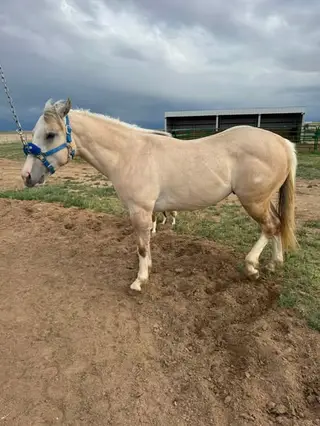 Palomino Quarter Horse Colt, 2 Year Old Palomino Quarter Horse Colt for Sale in Brighton, CO, photo 2 of 5