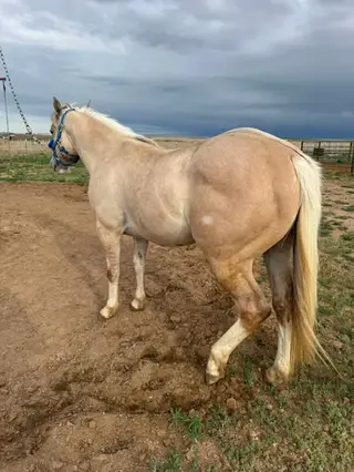 Palomino Quarter Horse Colt, 2 Year Old Palomino Quarter Horse Colt for Sale in Brighton, CO, photo 3 of 5