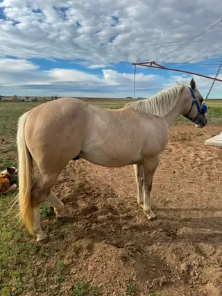Palomino Quarter Horse Colt, 2 Year Old Palomino Quarter Horse Colt for Sale in Brighton, CO, photo 4 of 5