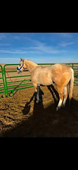 Palomino Quarter Horse Colt, 2 Year Old Palomino Quarter Horse Colt for Sale in Brighton, CO, photo 5 of 5