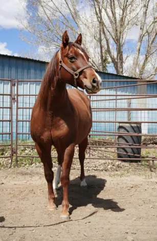 BNK Genuine Star (Denise), 5 Year Old Liver Chestnut Quarter Horse Mare for Sale in Williston, ND