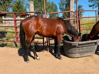 HG Reyzn HellNHeaven, 1 Year Old Bay Quarter Horse Colt for Sale in ID