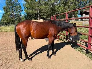HG Reyzn HellNHeaven, 1 Year Old Bay Quarter Horse Colt for Sale in ID, photo 2 of 2