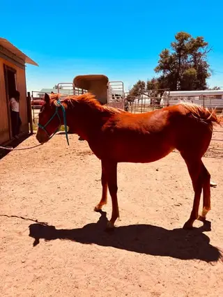 Sorrel Quarter Horse Filly