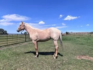 GQH Saskia, 2 Year Old Palomino Roan Quarter Horse Filly for Sale in Billings, MT