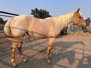 GQH Saskia, 2 Year Old Palomino Roan Quarter Horse Filly for Sale in Billings, MT, photo 2 of 3