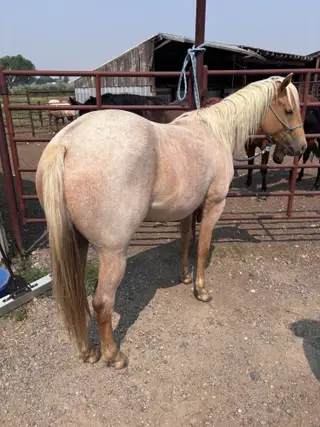 GQH Saskia, 2 Year Old Palomino Roan Quarter Horse Filly for Sale in Billings, MT, photo 3 of 3