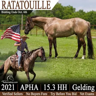 Honey's Perfect Storm (Ratatouille), 5 Year Old Grullo Paint Gelding for Sale in Hackettstown, NJ