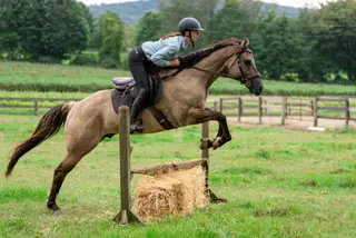 Honey's Perfect Storm (Ratatouille), 5 Year Old Grullo Paint Gelding for Sale in Hackettstown, NJ, photo 3 of 4
