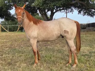 Jackson, 1 Year Old Red Roan Quarter Horse Colt for Sale in Llano, TX