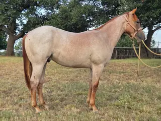 Jackson, 1 Year Old Red Roan Quarter Horse Colt for Sale in Llano, TX, photo 2 of 5