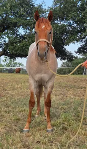Jackson, 1 Year Old Red Roan Quarter Horse Colt for Sale in Llano, TX, photo 3 of 5