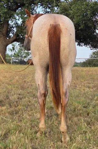 Jackson, 1 Year Old Red Roan Quarter Horse Colt for Sale in Llano, TX, photo 4 of 5