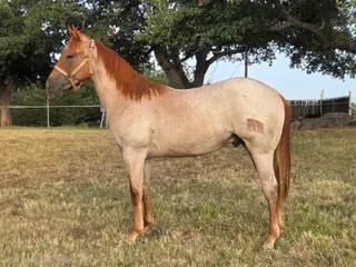 Jackson, 1 Year Old Red Roan Quarter Horse Colt for Sale in Llano, TX, photo 5 of 5
