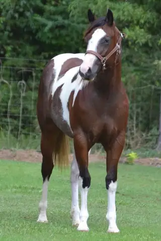 Dualing D Reyish (Dorothy), 1 Year Old Bay Tobiano Paint Filly for Sale in Tylertown, MS
