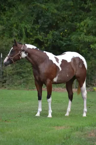 Dualing D Reyish (Dorothy), 1 Year Old Bay Tobiano Paint Filly for Sale in Tylertown, MS, photo 2 of 7
