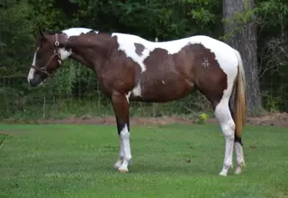 Dualing D Reyish (Dorothy), 1 Year Old Bay Tobiano Paint Filly for Sale in Tylertown, MS, photo 4 of 7