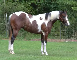 Dualing D Reyish (Dorothy), 1 Year Old Bay Tobiano Paint Filly for Sale in Tylertown, MS, photo 5 of 7