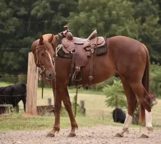 Smokin on 420 (Doobie), 2 Year Old Chestnut Quarter Horse Gelding for Sale in Sonora, KY, photo 2 of 4