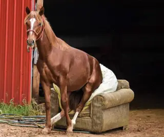 Smokin on 420 (Doobie), 2 Year Old Chestnut Quarter Horse Gelding for Sale in Sonora, KY, photo 3 of 4