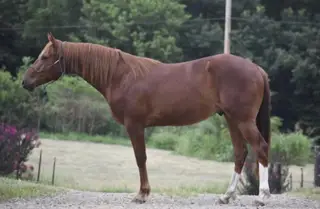 Smokin on 420 (Doobie), 2 Year Old Chestnut Quarter Horse Gelding for Sale in Sonora, KY