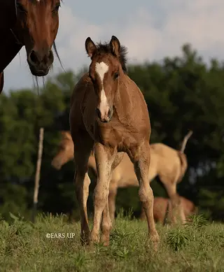 Smart Face Off