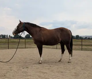Reys Stylish Fortune, 11 Year Old Chestnut Quarter Horse Gelding for Sale in Sheridan, WY