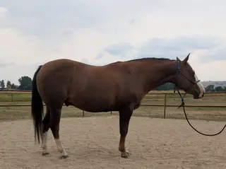Reys Stylish Fortune, 11 Year Old Chestnut Quarter Horse Gelding for Sale in Sheridan, WY, photo 2 of 3