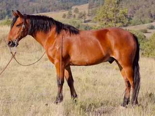 Tommy, 11 Year Old Bay Quarter Pony Gelding for Sale in Chadron, NE