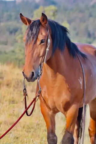 Tommy, 11 Year Old Bay Quarter Pony Gelding for Sale in Chadron, NE, photo 2 of 2