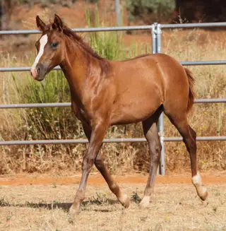 Colt by Cowboys Revolution, Foal Red Dun Quarter Horse Colt for Sale in Garden Valley, CA, photo 2 of 5