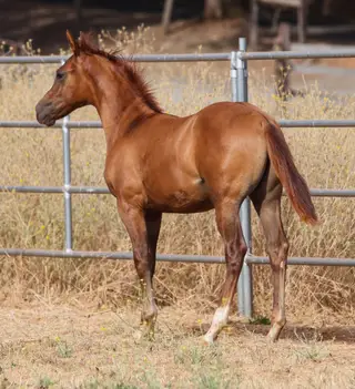 Colt by Cowboys Revolution, Foal Red Dun Quarter Horse Colt for Sale in Garden Valley, CA, photo 3 of 5