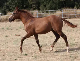 Colt by Cowboys Revolution, Foal Red Dun Quarter Horse Colt for Sale in Garden Valley, CA, photo 5 of 5
