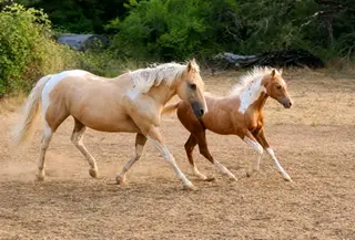 CR Dual N Jewels (Levi), Foal Palomino Paint Colt for Sale in Riddle, OR