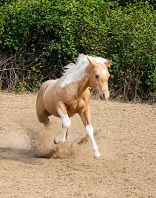 CR Dual N Jewels (Levi), Foal Palomino Paint Colt for Sale in Riddle, OR, photo 2 of 4