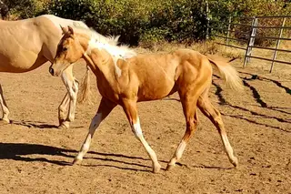 CR Dual N Jewels (Levi), Foal Palomino Paint Colt for Sale in Riddle, OR, photo 3 of 4