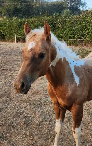 CR Dual N Jewels (Levi), Foal Palomino Paint Colt for Sale in Riddle, OR, photo 4 of 4