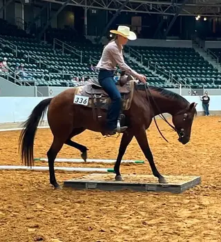 Reggae Style (Ziva), 4 Year Old Bay Quarter Horse Mare for Sale in Stilwell, OK