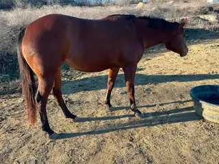 Reggae Style (Ziva), 4 Year Old Bay Quarter Horse Mare for Sale in Stilwell, OK, photo 2 of 5