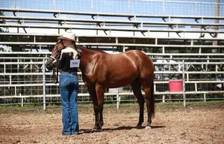 Reggae Style (Ziva), 4 Year Old Bay Quarter Horse Mare for Sale in Stilwell, OK, photo 4 of 5