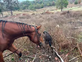 Reggae Style (Ziva), 4 Year Old Bay Quarter Horse Mare for Sale in Stilwell, OK, photo 5 of 5