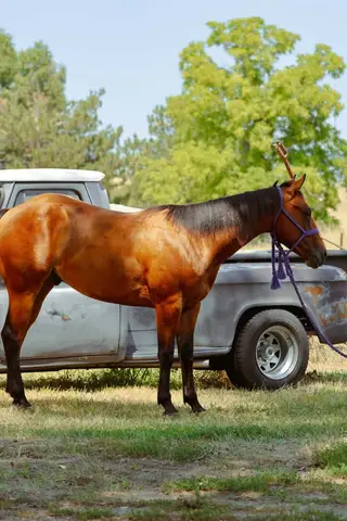 Tivio Chex, 2 Year Old Bay Quarter Horse Gelding for Sale in Thedford, NE