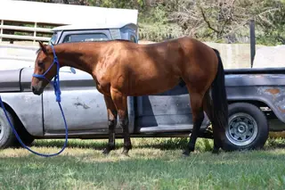 Tivio Chex, 2 Year Old Bay Quarter Horse Gelding for Sale in Thedford, NE, photo 2 of 4