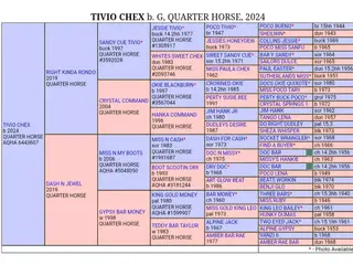 Tivio Chex, 2 Year Old Bay Quarter Horse Gelding for Sale in Thedford, NE, photo 3 of 4