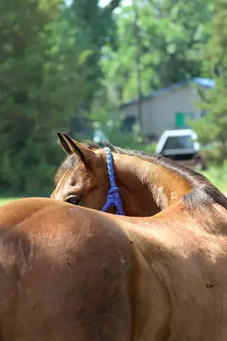 Tivio Chex, 2 Year Old Bay Quarter Horse Gelding for Sale in Thedford, NE, photo 4 of 4