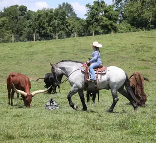 Flint, 6 Year Old Blue Roan Quarter Horse Gelding for Sale in Gladstone, NJ