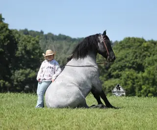 Flint, 6 Year Old Blue Roan Quarter Horse Gelding for Sale in Gladstone, NJ, photo 2 of 4