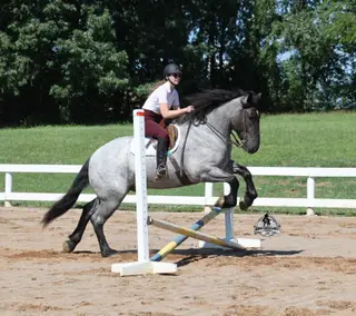 Flint, 6 Year Old Blue Roan Quarter Horse Gelding for Sale in Gladstone, NJ, photo 3 of 4