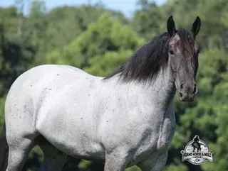 Flint, 6 Year Old Blue Roan Quarter Horse Gelding for Sale in Gladstone, NJ, photo 4 of 4